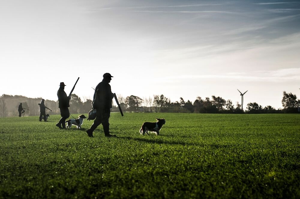 Hunters and gundogs walking a field at dawn